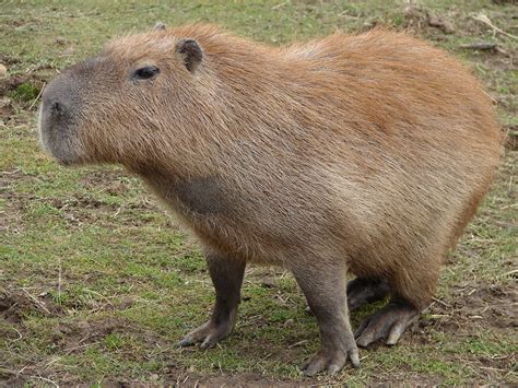 Capybara nedir